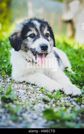 Chiot petit chien repose sur l'herbe. Jeune chiot de race kraski ovcar domestique pose dans la nature. Ressemble à Siberian Husky ou Malamute d'Alaska. Sha Banque D'Images