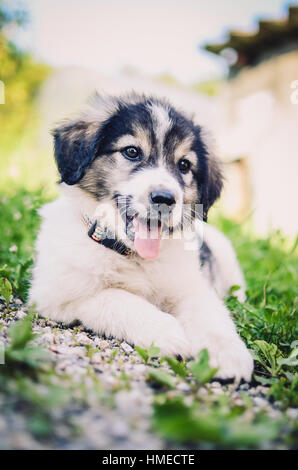 Chiot petit chien repose sur l'herbe. Jeune chiot de race kraski ovcar domestique pose dans la nature. Ressemble à Siberian Husky ou Malamute d'Alaska. Sha Banque D'Images