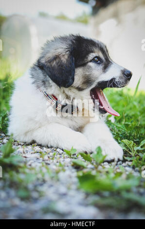 Chiot petit chien repose sur l'herbe. Jeune chiot de race kraski ovcar domestique pose dans la nature. Ressemble à Siberian Husky ou Malamute d'Alaska. Sha Banque D'Images