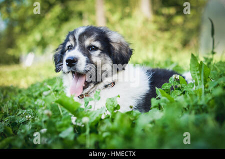 Chiot petit chien repose sur l'herbe. Jeune chiot de race kraski ovcar domestique pose dans la nature. Ressemble à Siberian Husky ou Malamute d'Alaska. Sha Banque D'Images