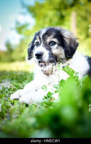 Chiot petit chien repose sur l'herbe. Jeune chiot de race kraski ovcar domestique pose dans la nature. Ressemble à Siberian Husky ou Malamute d'Alaska. Sha Banque D'Images