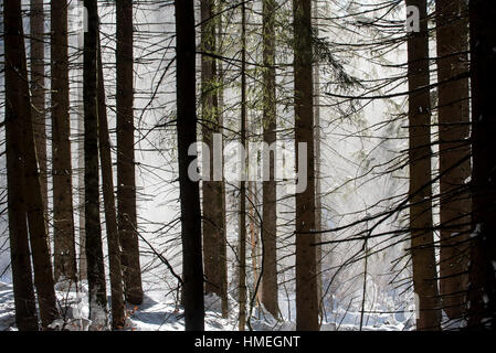 La neige qui tombe des branches d'arbres de pin dans les forêts de conifères époustouflé par rafale de vent en hiver Banque D'Images
