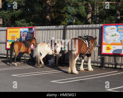 Trois chevaux dans un parking Banque D'Images