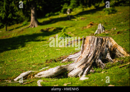 Grande souche d'arbre dans la forêt de l'été Banque D'Images