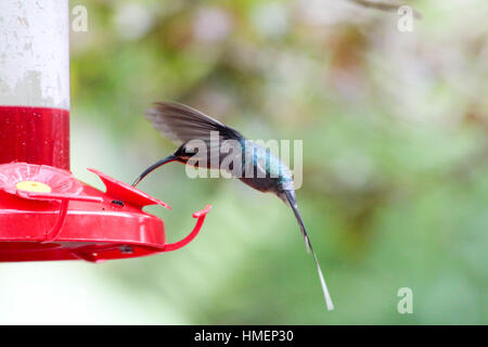 De minuscules colibris se nourrissant de nectar sucré vol Banque D'Images