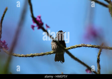 Colibri minuscule assis sur une branche Banque D'Images