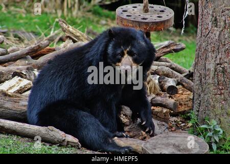 L'ours noir américain Banque D'Images