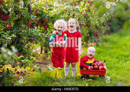 La cueillette des pommes dans une ferme à l'automne. Petite fille et garçon jouant dans apple tree orchard. Les enfants cueillir des fruits dans un panier. Banque D'Images