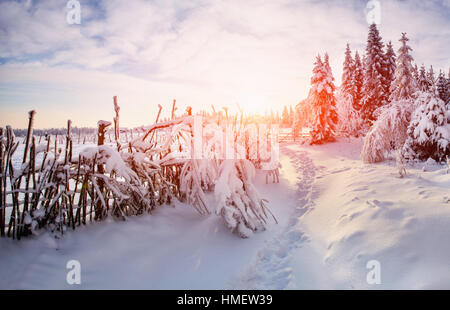 Paysage d'hiver arbres dans frost Banque D'Images