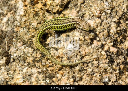 Petit italien vert lézard des murailles Podarcis siculus, lézarder au soleil sur la roche en Sardaigne Banque D'Images