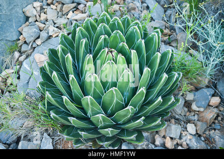 France, Sentiers botaniques de Foncaude, un jardin dans la garrigue, agave de la reine Victoria (Agave victoriae-reginae) Banque D'Images