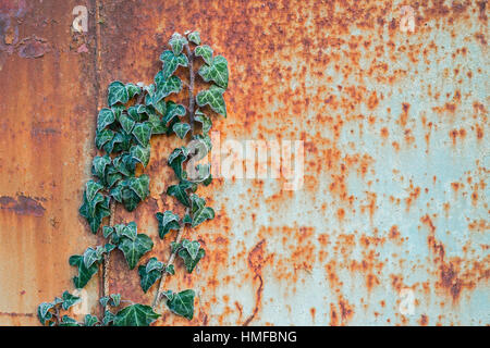 Ivy growing up un panneau en métal rouillé Banque D'Images