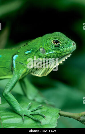 Juvenile iguane vert (Iguana iguana) en forêt tropicale. Parc national de Corcovado, Costa Rica. Banque D'Images