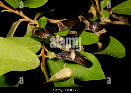 Chat noir et blanc-eyed Snake (Leptodeira nigrofasciata), Parc National Palo Verde, Costa Rica Banque D'Images