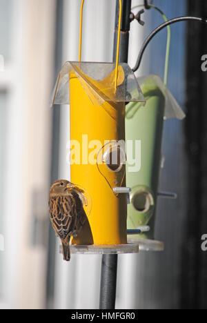 Un petit rss de finch une mangeoire en Angleterre. Banque D'Images