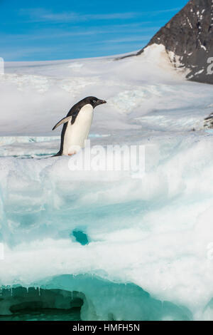 Manchot Adélie (Pygoscelis adeliae) colonie de Hope Bay, l'Antarctique, régions polaires Banque D'Images