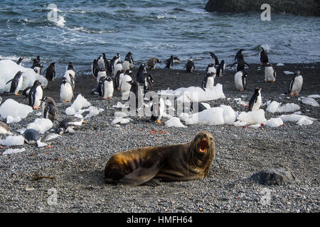 La fourrure de l'Antarctique avant d'étanchéitéen une colonie de manchots à longue queue, Gourdin Island, l'Antarctique, régions polaires Banque D'Images