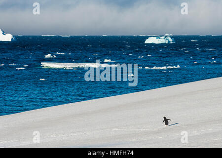 Peu de Gentoo pingouin marche sur un glacier, Brown Bluff, l'Antarctique, régions polaires Banque D'Images