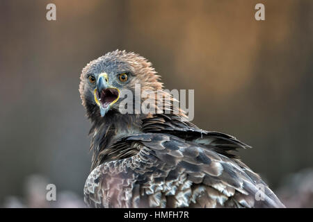 L'aigle royal (Aquila chrysaetos), de la Suède, Scandinavie Banque D'Images