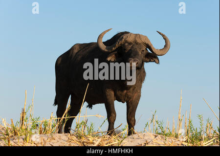 Un buffle (Syncerus caffer), Parc National de Chobe, au Botswana Banque D'Images