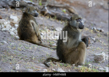 Deux babouins chacma (Papio ursinus), Parc National de Chobe, au Botswana Banque D'Images