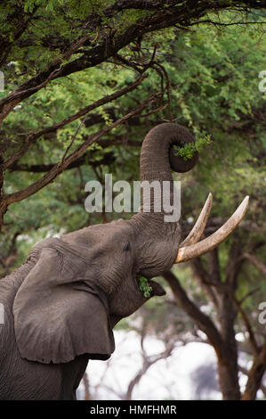 Un éléphant d'Afrique (Loxodonta africana) naviguant sur les feuilles des arbres, Concession Khwai, Okavango Delta, Botswana Banque D'Images