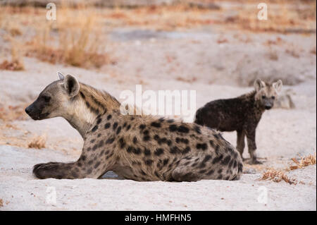 Une hyène tachetée et cub (Crocuta crocuta) à la den, Concession Khwai, Okavango Delta, Botswana Banque D'Images