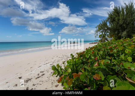 Plage Welches, Oistins, Christ Church, Barbade, Antilles, Caraïbes, Amérique Centrale Banque D'Images