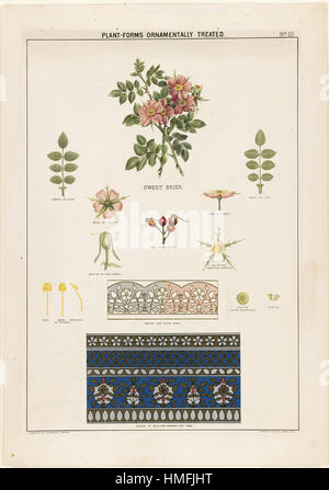 Louis Prang - Plant-Forms Ornamentally traités - Sweet Briar Banque D'Images