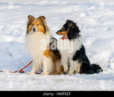 Shetland Sheepdog / collie / Sheltie (Canis lupus familiaris) dans la neige Banque D'Images