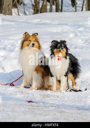 Shetland Sheepdog / collie / Sheltie (Canis lupus familiaris) dans la neige Banque D'Images