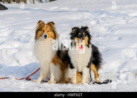 Shetland Sheepdog / collie / Sheltie (Canis lupus familiaris) dans la neige Banque D'Images