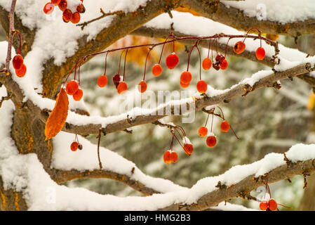 Résumé de l'hiver, Crab-Appleportant des fruits de l'arbre couvert de neige.USA Banque D'Images