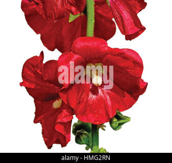 Commun hollyhock alcea rosea, fleur rouge profond têtes, tige verticale et gouttes de pluie, grand détail isolé macro ensoleillé gros gros plan Banque D'Images