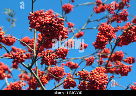 Rowan berries mûrs sur l'arbre contre le ciel Banque D'Images