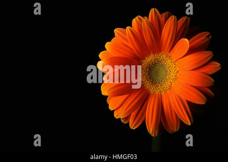 Fleurs daisy orange sur noir Banque D'Images