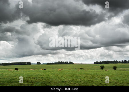 Les nuages sombres sur le bétail champ dans la campagne britannique Banque D'Images