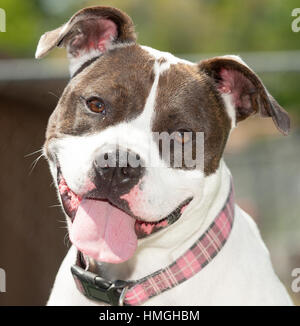 Casque marron et blanc Pitbull mix en regardant l'appareil photo gros plan tête inclinaison langue hors sourire col rose Banque D'Images