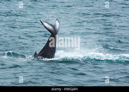 Baleine à bosse (Megaptera noveangliae) queue de soupapes, Fluke Banque D'Images