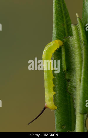 Oleanderschwärmer Oleander-Schwärmer,,, Jungraupe Eiraupe Raupe, frisst un oléandre, Daphnis nerii Deilephila nerii, oleander, hawk-moth, oleander haw Banque D'Images