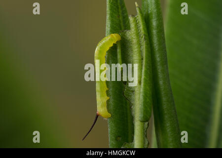 Oleanderschwärmer Oleander-Schwärmer,,, Jungraupe Eiraupe Raupe, frisst un oléandre, Daphnis nerii Deilephila nerii, oleander, hawk-moth, oleander haw Banque D'Images