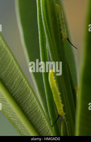 Oleanderschwärmer Oleander-Schwärmer,,, Jungraupe Eiraupe Raupe, frisst un oléandre, Daphnis nerii Deilephila nerii, oleander, hawk-moth, oleander haw Banque D'Images