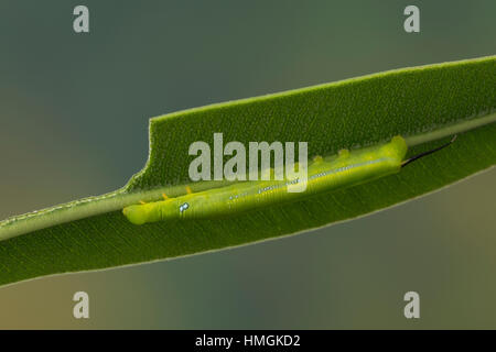 Oleanderschwärmer Oleander-Schwärmer,,, Jungraupe Raupe frisst un oléandre, Daphnis nerii Deilephila nerii, oleander, hawk-moth, oleander sphynx, ar Banque D'Images