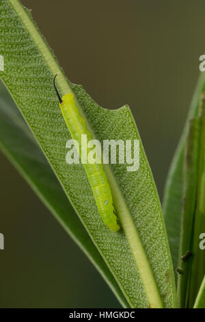 Oleanderschwärmer Oleander-Schwärmer,,, Jungraupe Raupe frisst un oléandre, Daphnis nerii Deilephila nerii, oleander, hawk-moth, oleander sphynx, ar Banque D'Images