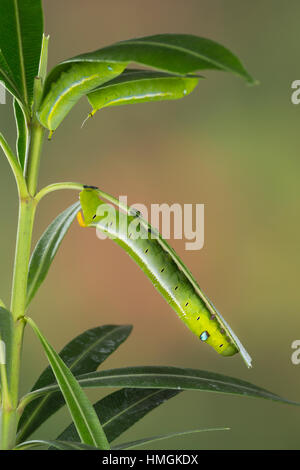 Oleanderschwärmer Oleander-Schwärmer, Raupe frisst, un oléandre, Daphnis nerii Deilephila nerii, oleander, hawk-moth, laurier rose, vert armée sphynx mo Banque D'Images