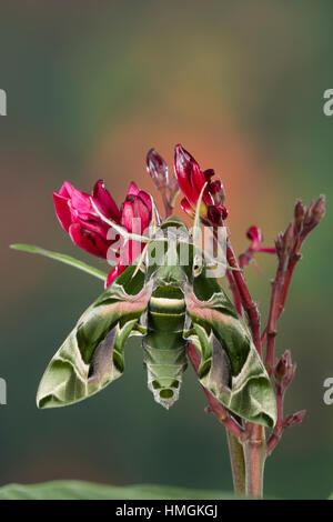 Oleanderschwärmer Oleander-Schwärmer Daphnis nerii,,, Deilephila nerii, oleander hawk-moth, laurier rose, vert armée sphynx spongieuse, le sphinx du laurier-r Banque D'Images