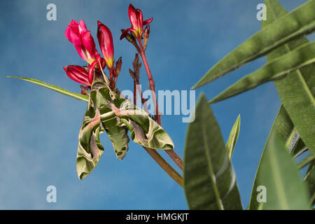 Oleanderschwärmer Oleander-Schwärmer Daphnis nerii,,, Deilephila nerii, oleander hawk-moth, laurier rose, vert armée sphynx spongieuse, le sphinx du laurier-r Banque D'Images