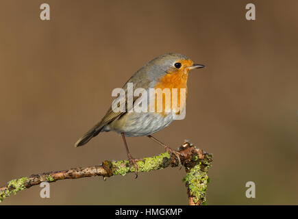 Rotkehlchen, Erithacus rubecula aux abords, Robin, Le Rouge-gorge familier Banque D'Images