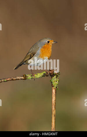 Rotkehlchen, Erithacus rubecula aux abords, Robin, Le Rouge-gorge familier Banque D'Images