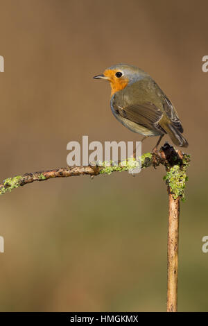 Rotkehlchen, Erithacus rubecula aux abords, Robin, Le Rouge-gorge familier Banque D'Images